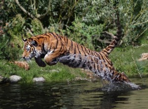 Fearless tiger leaping